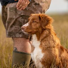 Nova Scotia Duck Tolling Retrievers from Fireball Tollers