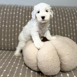 Boy 2 - Silver male Goldendoodle puppy in Sacramento, California from Golden Heart Doodles