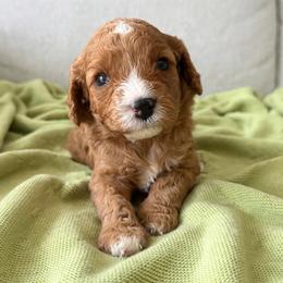 Memphis - Red female Cavapoo puppy in Aiken, South Carolina from Cavapoos of the Carolinas