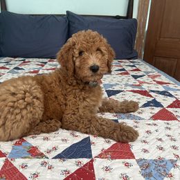 Harmony - Red  female Poodle puppy in Fairfield, North Carolina from Leaning T Ranch