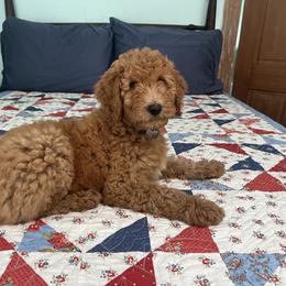 Harmony - Red  female Poodle puppy in Fairfield, North Carolina from Leaning T Ranch
