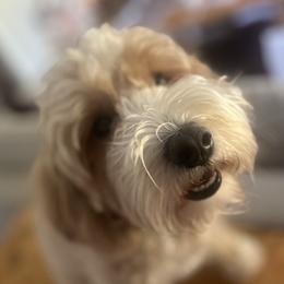 Margot - Goldendoodle