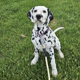 Darci - White and black Dalmatian puppy in Livonia, Missouri from Buttonridge Dalmatians