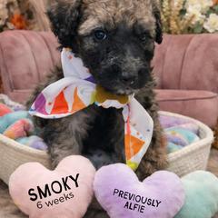 Alfie - Wheaten male Whoodle puppy in Knoxville, Tennessee from Fleury Farm Doodles TN