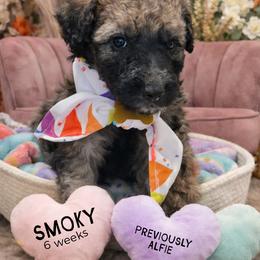 Alfie - Wheaten male Whoodle puppy in Knoxville, Tennessee from Fleury Farm Doodles TN