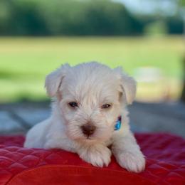 Belle - White female Miniature Schnauzer puppy in Sumner, Texas from 3M Kennels, LLC