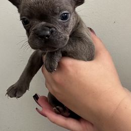 Girl 5 - French Bulldog puppy in Pennsylvania from R & C French Bulldogs