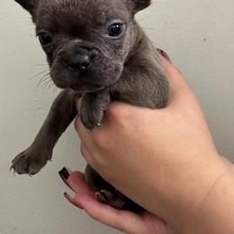 Girl 5 - French Bulldog puppy in Pennsylvania from R & C French Bulldogs