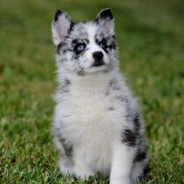 Pomeranian and Pomsky Puppies from Husky Hill Kennel