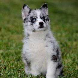 Pomeranian and Pomsky Puppies from Husky Hill Kennel