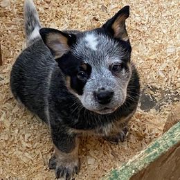 Boy 1 - Blue speckled male Australian Cattle Dog puppy in Libby, Montana from RnB Cattle Dogs LLC