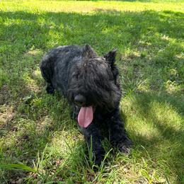 Noodles - Bouvier des Flandres