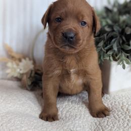 Estelle - Yellow female Labrador Retriever puppy in Angola, Indiana from Reniers Labrador Retrievers