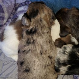 Indie - Merle female Yorkipoo puppy in Cottageville, South Carolina from Mandy's Yorkie's , Yorkiepoo's & Maltipoo's