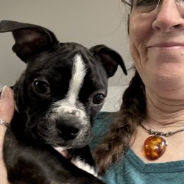 Aysha - Black brindle and white female Boston Terrier puppy in Monroe, Washington from Nordkyn Boston Terriers