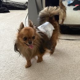 Mr Charlie - Chihuahua