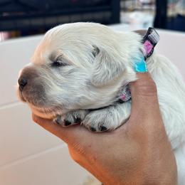 Girl 2 - Light golden female Golden Retriever puppy in Orland, California from Brownfield’s English Cream Golden Retrievers