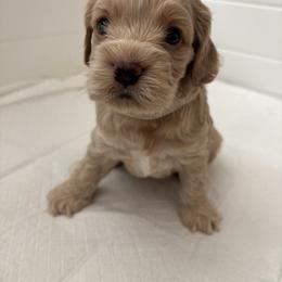 Cockapoo Puppies from Puppy Garden