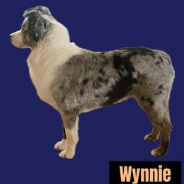 Wynnie - Miniature Australian Shepherd