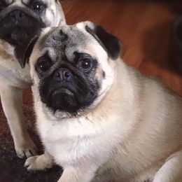 Cashew - Pug