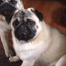 Cashew - Pug