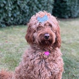 Goldendoodles from Doodle Dreams