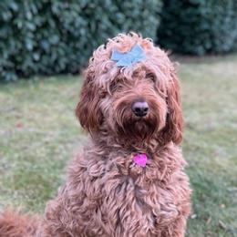 Goldendoodles from Doodle Dreams