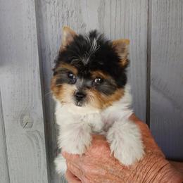 Boy 2 - Parti male Yorkshire Terrier puppy in Jamestown, Tennessee from Green Ridge