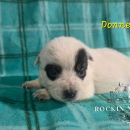 Donner - Blue female Australian Cattle Dog puppy in Silsbee, Texas from Rockin ND Ranch