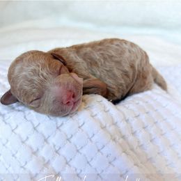 Maple - Red female Maltipoo puppy in Vancouver, Washington from Pnwfamilydoodles