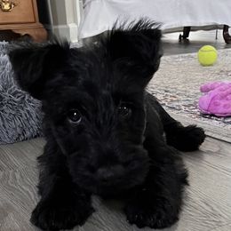 Lally - Black female Scottish Terrier puppy in Smiths Grove, Kentucky from Moore's We Little Farm AKC Scotties