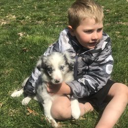 Border Collie Puppies from By Design Farm