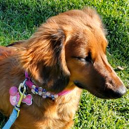 Snappy - Dachshund