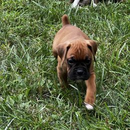 Boxer, Dalmatian, and Rottweiler Puppies from Poconopaws