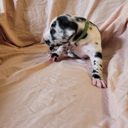 Cane Corso and Great Dane Puppies from RC RANCH GREAT DANES