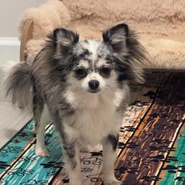 Aurora - Chihuahua