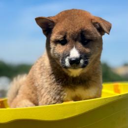 Luna - Sesame female Shiba Inu puppy in Elizabeth, New Jersey from Shiba Inu Loving Care