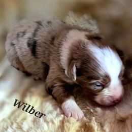 Wilber - Red merle male Toy Australian Shepherd puppy in Viking, Minnesota from Son Shine Farm