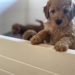 Goldendoodle Puppies from Simply Mini Goldendoodles
