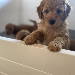 Goldendoodle Puppies from Simply Mini Goldendoodles