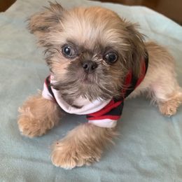 Smoky - Shih Tzu