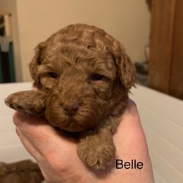 Belle - Caramel female Australian Labradoodle puppy in Spring City, Tennessee from Beck ‘N Ridge Australian Labradoodles