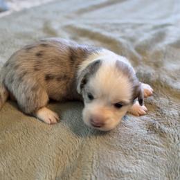 Tensile - Blue merle and white female Cardigan Welsh Corgi puppy in Dade City, Florida from Red White & Bluie Corgi