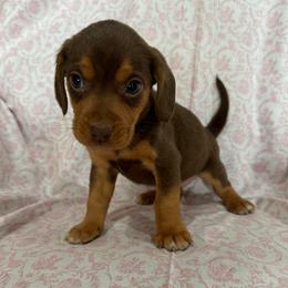 Girl 3 - Tan female Beagle puppy in Galax, Virginia from Dells  Dachshund’s
