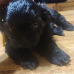 Puppy 2 - Black and white male Shih Tzu puppy in Belleville, Michigan from Patricia's Heavenly Earth Angels