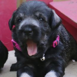 Miniature Schnauzer Puppies from Rose Lane Schnauzers