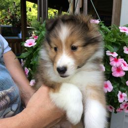 Shetland Sheepdog Puppies from Belmar Shetland Sheepdogs