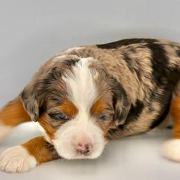 Pauly - Blue merle male Bernedoodle puppy in Lehi, Utah from Petersen Bernedoodles