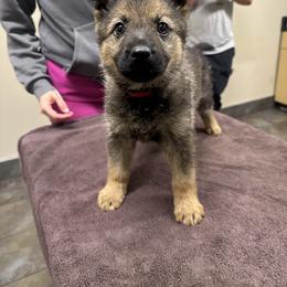 Cold Brew - Girl 4 - Sable female German Shepherd puppy in Oakley, California from Von Guadachi German Shepherds & Audacity Border Collies