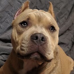American Bullies from Vixen Bully Camp